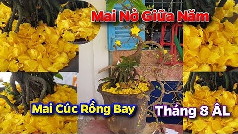 Mai Cúc Rồng Bay
