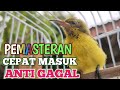 CARA PEMASTERAN BURUNG SOGON  (SOGOK ONTONG) YANG BENAR