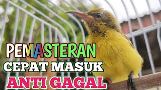 CARA PEMASTERAN BURUNG SOGON  (SOGOK ONTONG) YANG BENAR