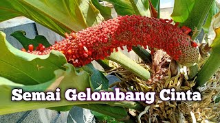 Anthurium/ gelombang cinta -