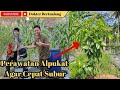 Nikmatnya Berkebun Alpukat Di Kampung Rutin Dirawat Agar Cepat Subur dan Berbuah