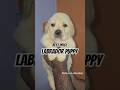 मुंबई मे सबसे सस्ते डॉग #labpuppy #shorts #pets#viral #love #cute #मुंबई #mumbai #yt #ytshorts #dog
