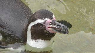 Humboldt penguin (Shunan City Tokuyama Zoo, Yamaguchi, Japan) May