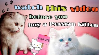 Do not buy a Persian cat before you know these five facts