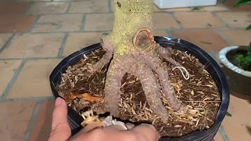 E còn (5,6,10)Cúc vip (cúc tri kỷ),0397142252,ngày 07/11/2020