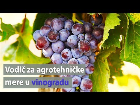 Video: Vodič za vinograde i vinariju Alabame