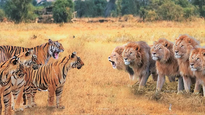 When Tigers And Lions Face Each Other - DayDayNews