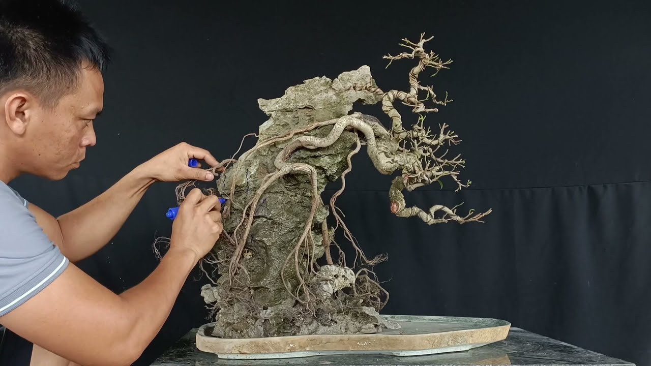 Cách ghép cây vào đá ai cũng có thể làm được.