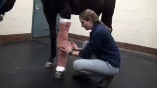 How to Apply a Distal Limb Stack Bandage