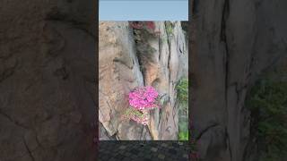 Beautiful Flowers In The Cliff Cliffs