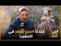 تربية الصقر في المغرب تراث مغربي مصنف عالميا
