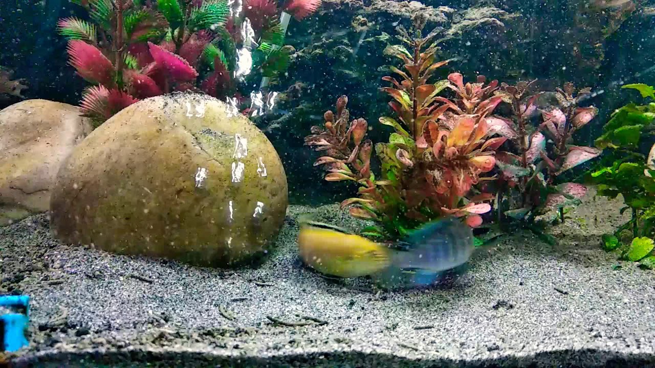 African CICHLIDS fighting got Beaten By Jewel