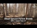 Unreal engine 53  mawi  next level realistic realtime forest unrealengine ue5 gamedev