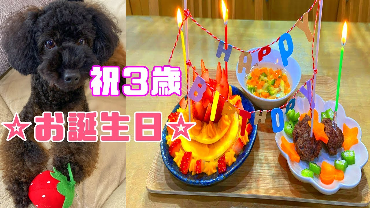 手作りケーキとハンバーグで3歳のお誕生日を祝いました 黒プードルの誕生日の一日 トイプードルのメイちゃん Youtube