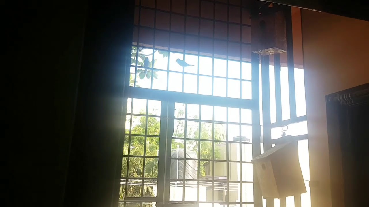 How to attract birds naturally,i have 6 pair of sparrows living in my home.conserve sparrows in