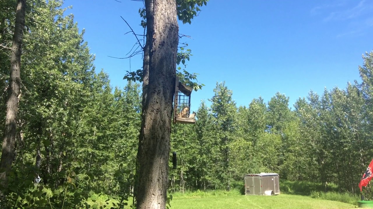 alberta wildlife bird 