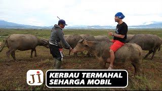 The Origins of Seko and Its Rise to Being a Supplier of Buffalo Worth the Price of a Luxury Car