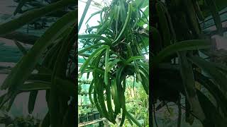 multiflora