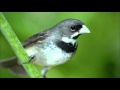 Audio p/ Ensinamento de Coleiro Canto Tui Tui Curto p/ Fibra 30/15 minutos Mp3