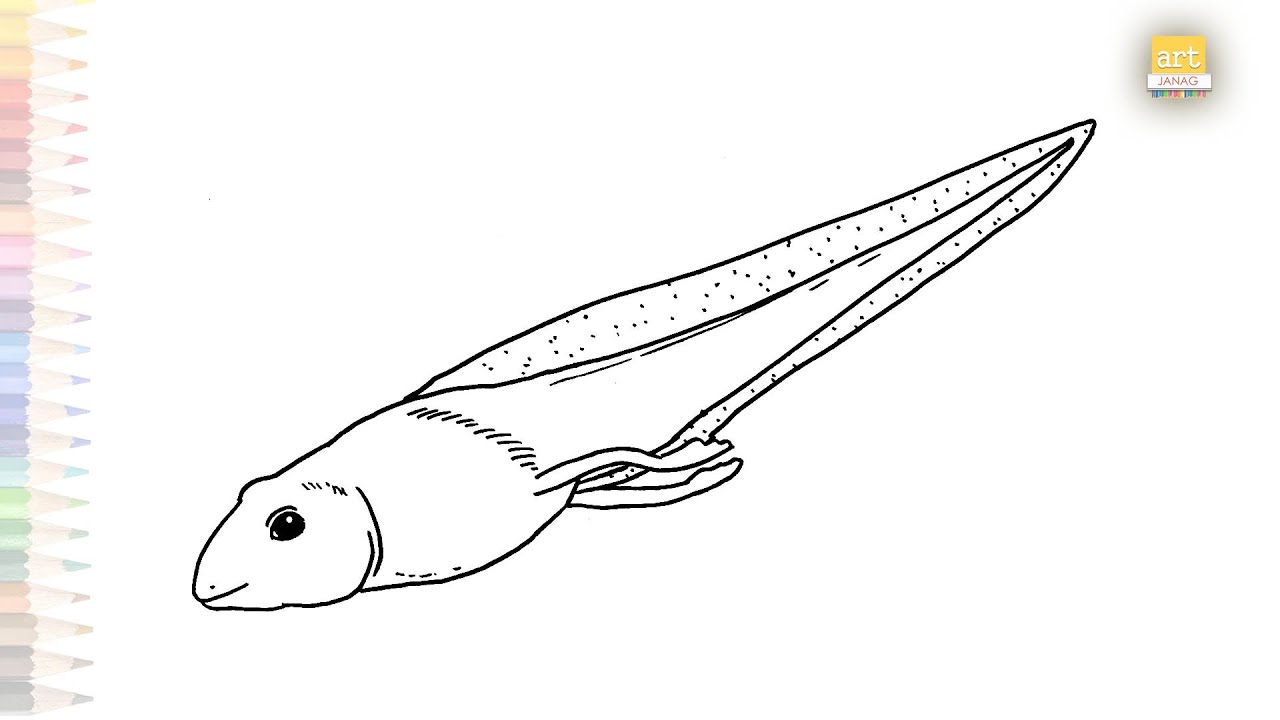Tadpole drawings | Easy outline sketches | How to draw A Tadpole step by step simply | 