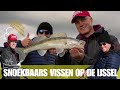 Vang meer snoekbaars op de IJssel met Hendrik-Jan Verheij en Martijn Leus