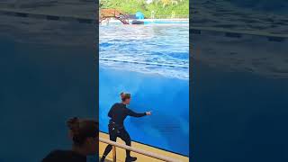 Worlds Smartest Dolphin