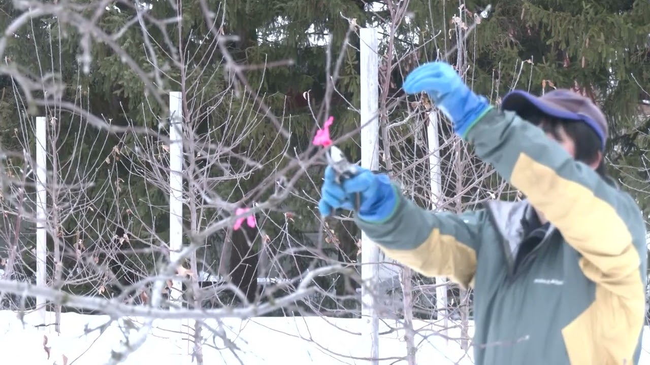 りんごの剪定動画