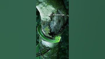 Green Tree Python & Viper’s Deadly Camouflage 🐍🌳