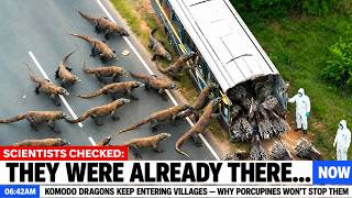 Everyone Thinks Porcupines Could Stop Komodo Dragons — One Fact Changes Everything