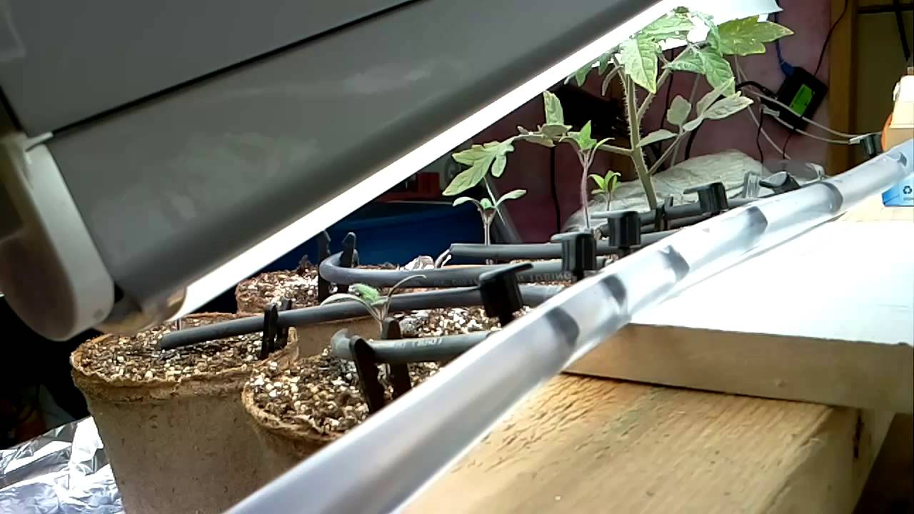 Watering the Plants 2016 Mar 27 - YouTube