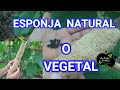 COMO CULTIVAR LA ESPONJA VEGETAL LUFA? (LOOFA, L, ESPONJILLA, ESTROPAJO) 6 CONSEJOS  Y USOS.👏👏👍👍👍