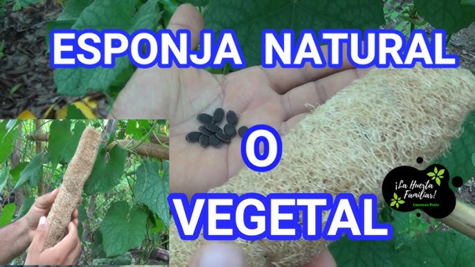 ESPONJA NATURAL Y VEGETAL, cómo hacerla - BEonloop