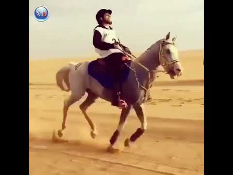 فيديو: ما هو هبوط رأس الحصان؟
