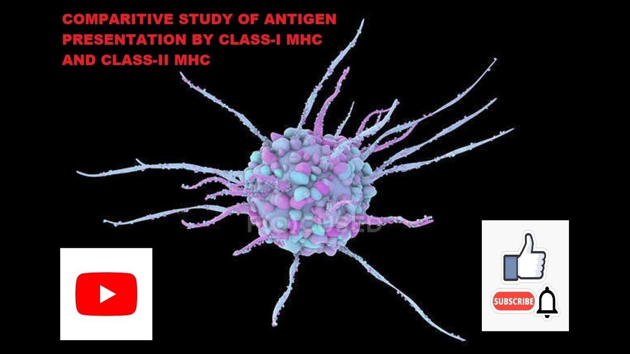 Comparison of exogenous & endogenous pathway antigen presentation GATE