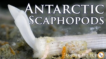 A Glimpse into the Life of Tusk Shells