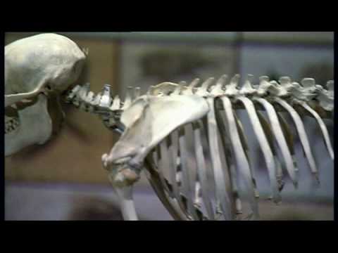 Video: Amazing exhibits of the Darwin Museum