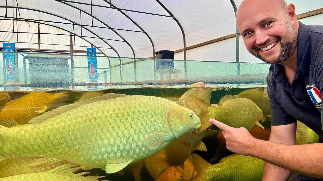 Пытаюсь вырастить гигантского кои размером в 1 метр… Вот как