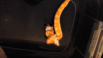 Albino ball python eating live mouse