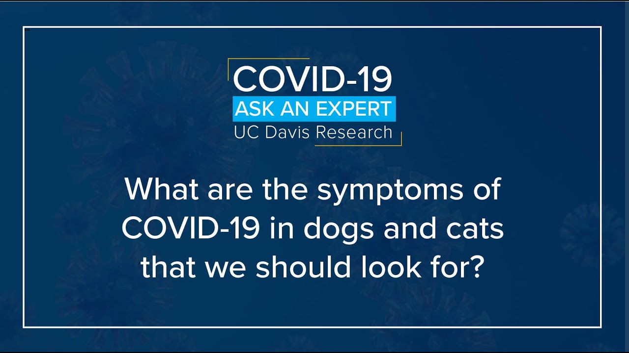 What are the symptoms of COVID19 in dogs and cats that we should look