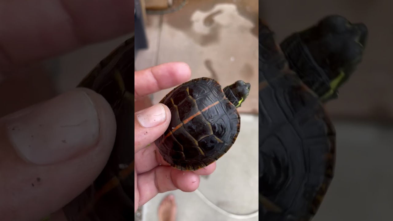 Young Southern Painted Turtle (chrysemys Picta Dorsalis) 