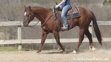 One Of The Kind - slow, easy comfy jog, stops! - ValleyViewRanch.net