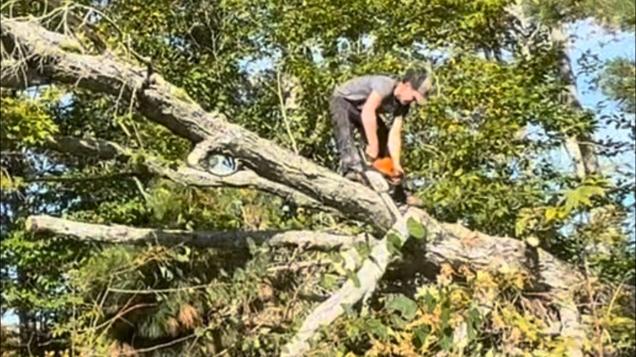I am cleaning up a big maple tree for a lady - YouTube