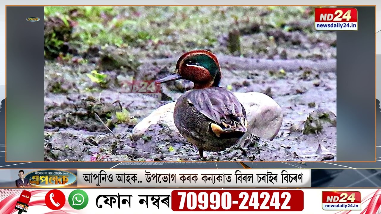 Kanyaka Farm In Jamugurihat : এইবাৰ পৰিভ্ৰমী চৰাইৰ বাবে চৰ্চাত জামুগুৰিহাটৰ ‘কন্যকা’