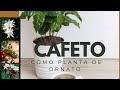 CAFETO O PLANTA DE CAFÉ.  LA MÁS BONITA PLANTA DE ORNATO