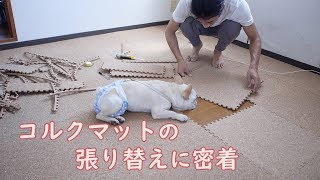 室内犬との暮らしにおすすめの床はやっぱりコルクマット！3年半使ったら...