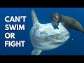 Why Is This Fish Not Extinct? | Ocean Sunfish