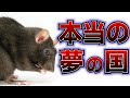 ドブネズミが生きる夢の国とは？