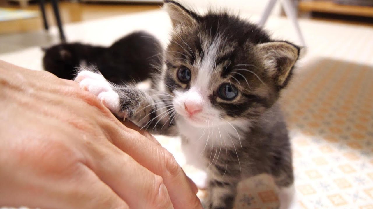 ママ。見つけたと子猫がママのお腹の上に登りだす。【赤ちゃん猫　保護猫】