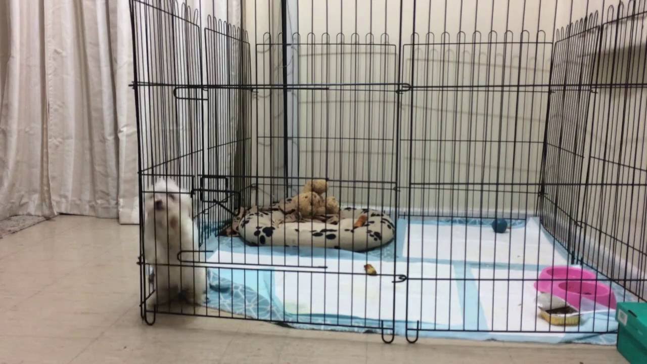 leaving puppy alone in crate for first time