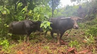 Download Lagu Catching the escape water buffalo (carabao) @ Enipein Powe MP3